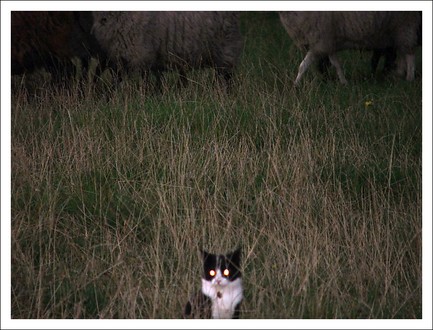 vallning-bade-katt-o-hund-050913.jpg