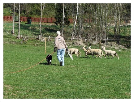 vallhundskurs-med-mosse-060513 britta-ace (25).jpg